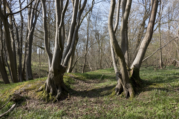 Woodland in spring
