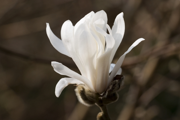 Magnolia stellata flower