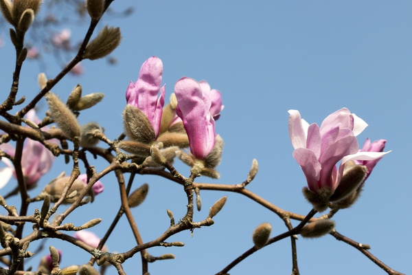Magnolia flower buds