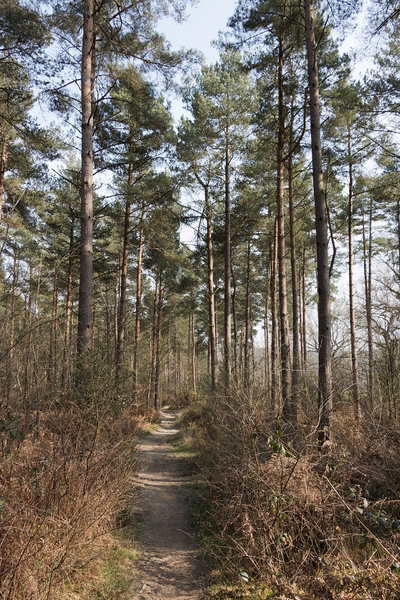 Forest footpath