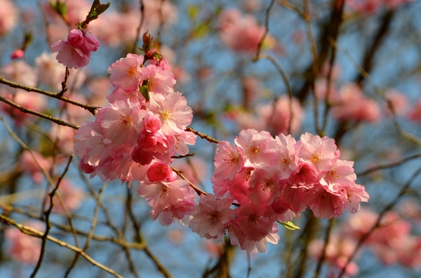 flores de cerezo: 