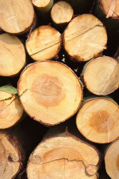 Woodland logs