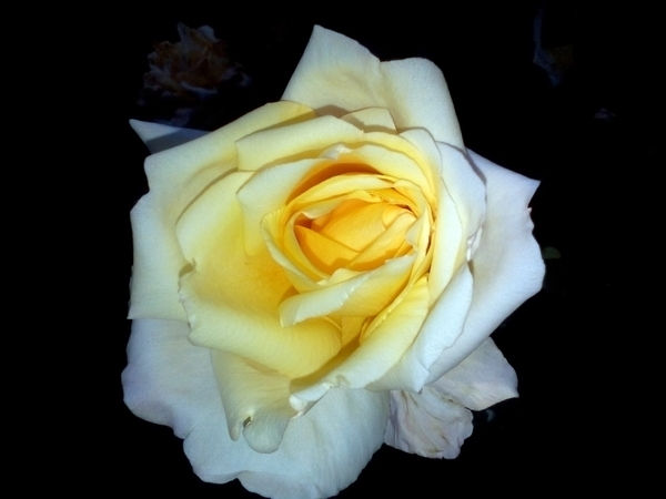 neutral rose
