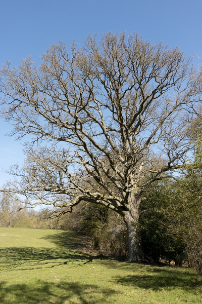 Oak tree in spring