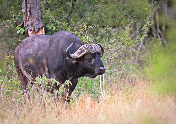 African Buffalo / Cape Buffalo