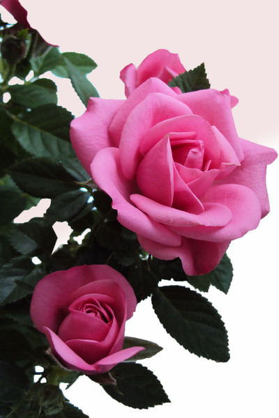 Delicate pink roses