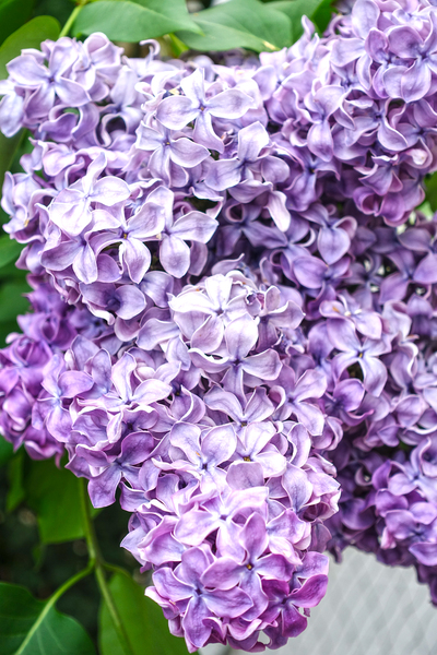 purple syringa: purple syringa