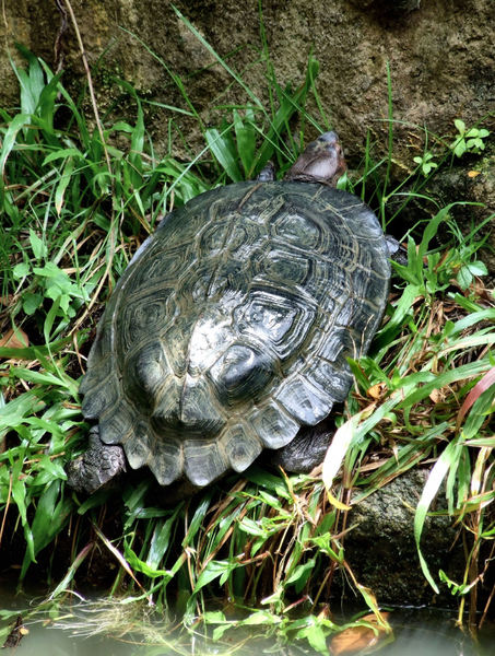 short-necked turtle1