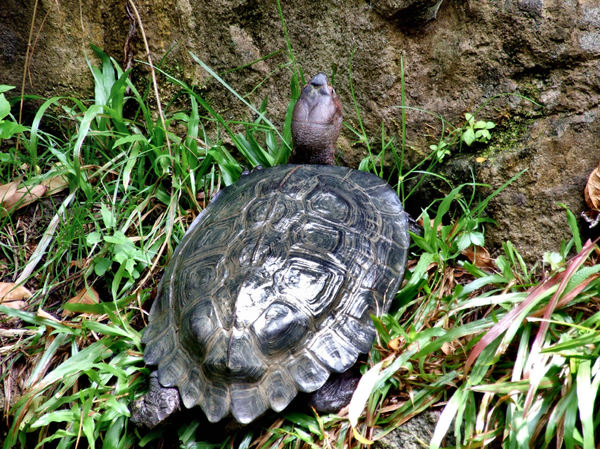 short-necked turtle2