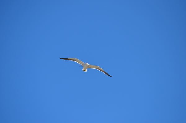 gliding seagull