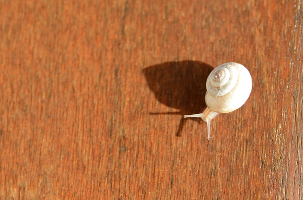 White snail