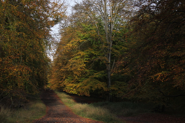 Into Autumn Wood