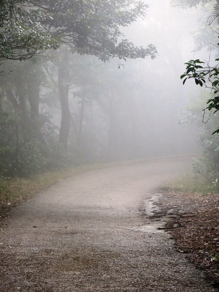 Foggy trail 1
