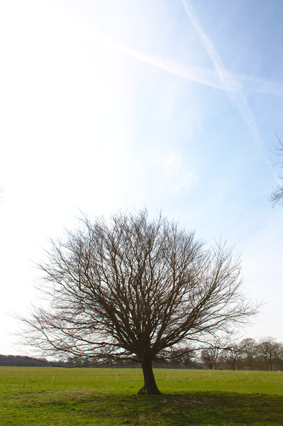 Bare tree against sky