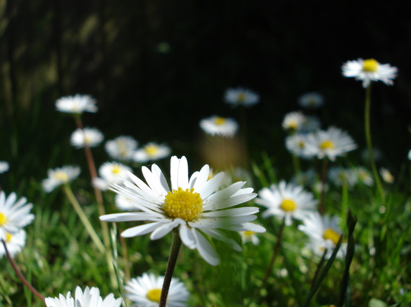 Daisies in the Wild
