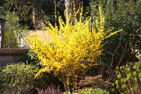 Yellow bush