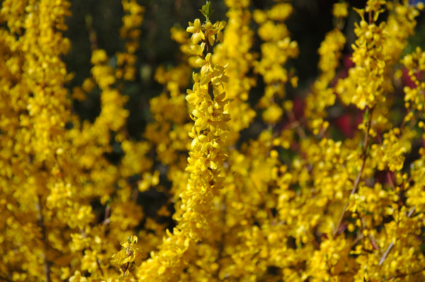 Download Yellow bush | Free stock photos - Rgbstock - Free stock ...