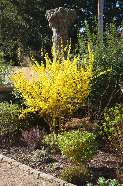 Download Yellow bush | Free stock photos - Rgbstock - Free stock images | ColinBrough | May - 15 - 2015 (1)