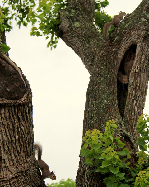 Squirrels Up a Texas Tree