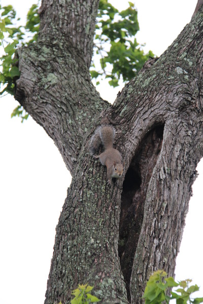 Squirrels Up a Texas Tree