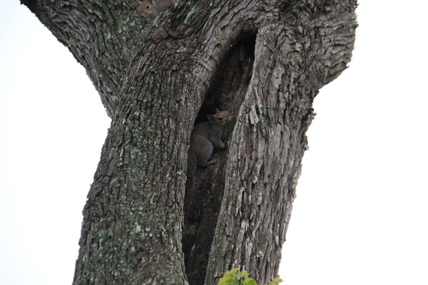 Texas Tree Squirrels