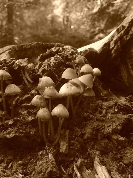 Sepia Mushrooms
