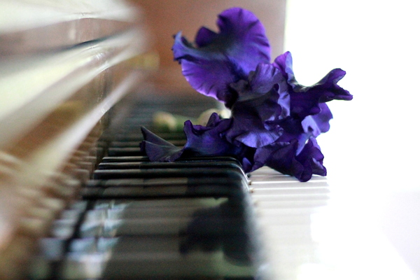 flower on piano