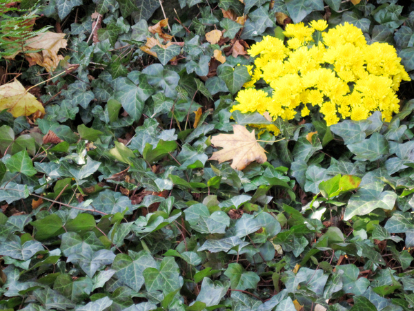 Ivy in autumn