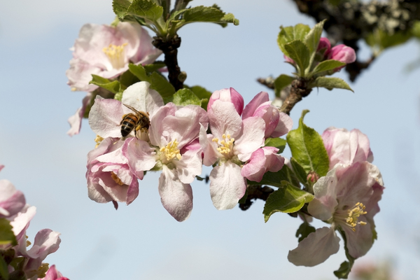 Apple blossom and honeybee