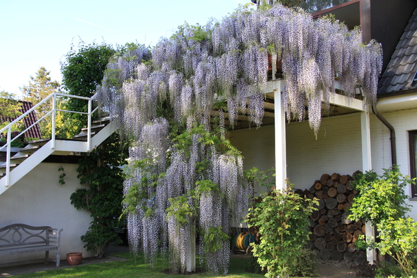 Marvelous wisteria