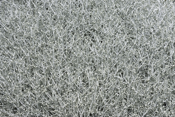 Grey plant texture