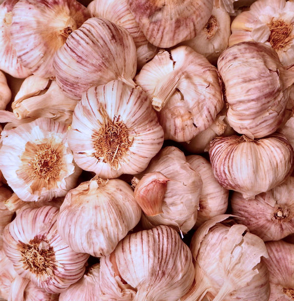 garlic abundance2