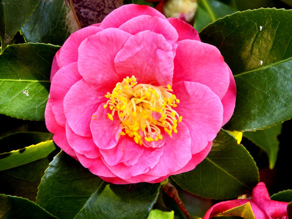 pink camellia1