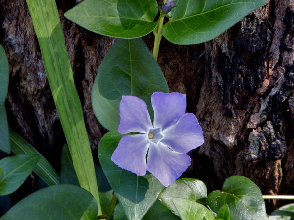 purple bloom1