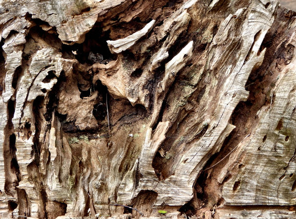 rough timber textures