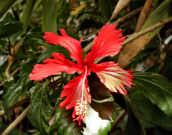 frilly red hibiscus1