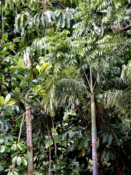jungle foliage4
