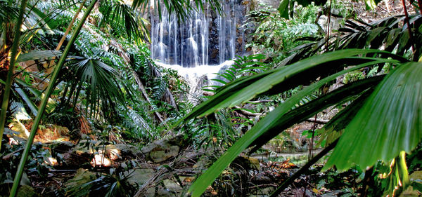 jungle waterfall1b