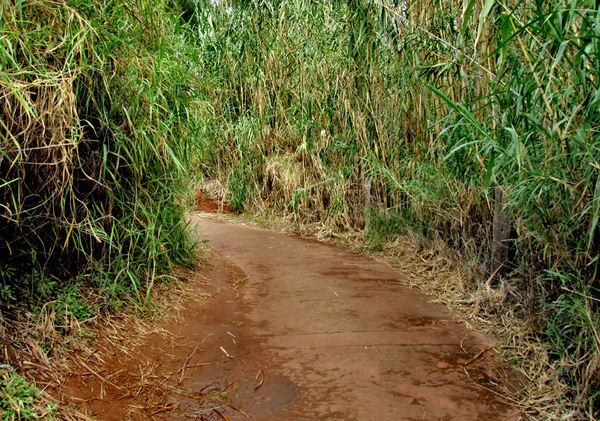 bamboo path