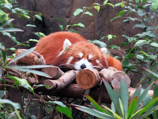 Sleepy panda