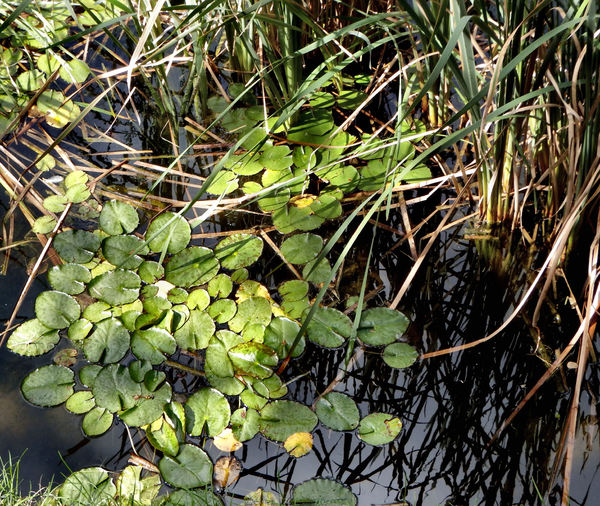 bush pond3