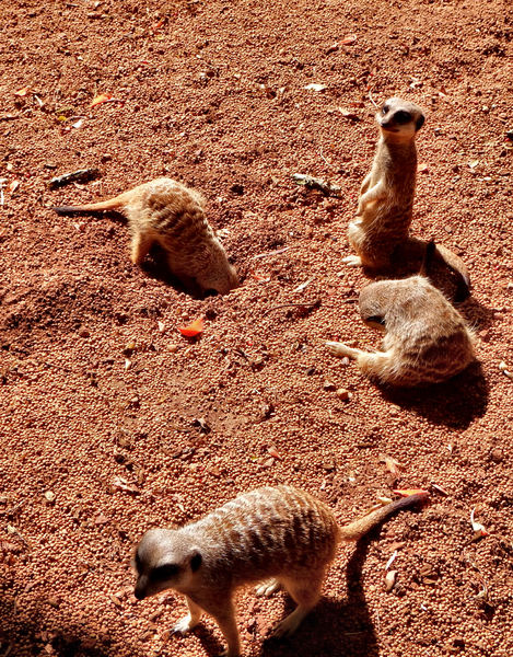 meerkat backyard8