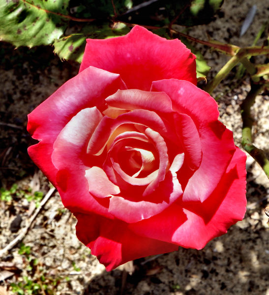 rose red contrast1