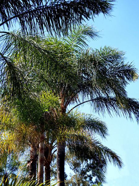 palm tree backround1