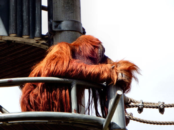 orangutan tower2