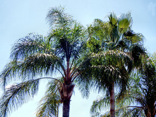 palm tree backround2