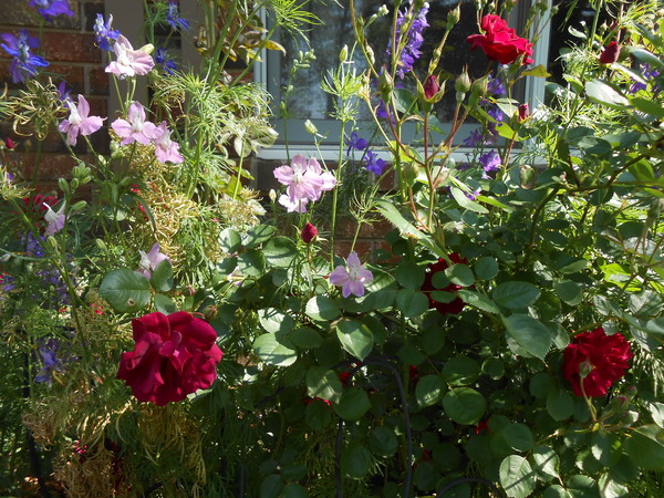 Roses and Larkspur