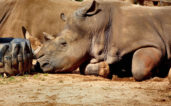rhino snooze2