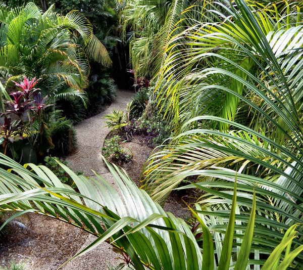 palm garden path3