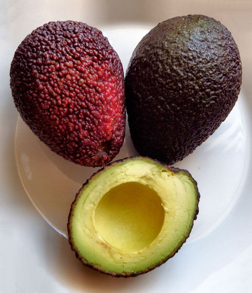 ripe avocado variety3